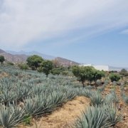 Tour a Tequila con cata y almuerzo